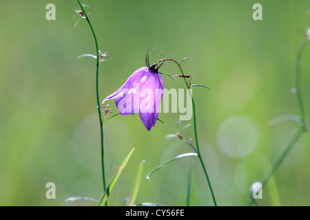 Harebell (Campanula rotundifolia) su un prato Foto Stock