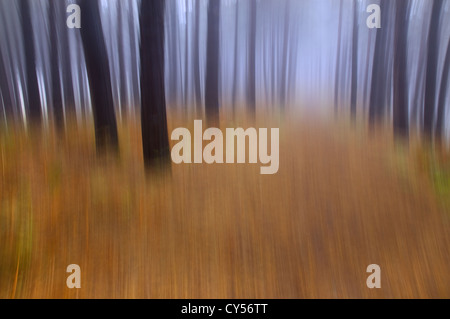 Vista astratta di Bosco in autunno la nebbia ottobre NORFOLK REGNO UNITO Foto Stock