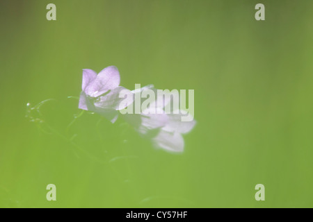 Harebell fiori (Campanula rotundifolia) su un prato Foto Stock