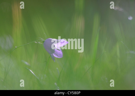 Harebell fiore (Campanula rotundifolia) su un prato Foto Stock