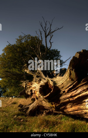 Albero marcito Foto Stock