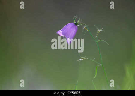 Harebell fiore (Campanula rotundifolia) su un prato Foto Stock