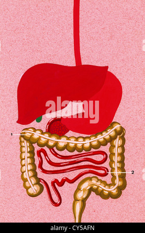 Sistema digestivo. intestino tenue e crasso. Disegno. Colore. Foto Stock