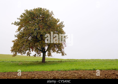 Un solitario melo su un campo, nebbioso giorno, autunno, Saarland / Germania Foto Stock