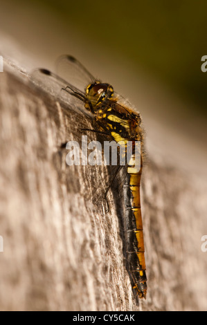 Femmina nera Darter Libellula Foto Stock