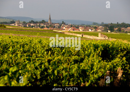 Vigneto di fronte al villaggio di Meursault, Burgundy Wine Road, Cote d'Or, Bourgogne Franche Comte, Francia, Europa Foto Stock