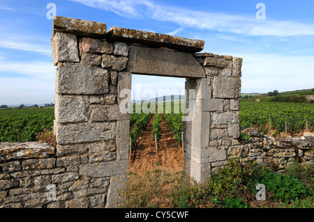 Portale della vigna della Borgogna vicino a Beaune, Cote d'Or, Francia, Europa Foto Stock