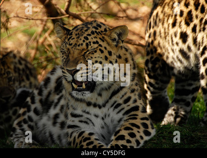 Tre Amur Leopardi. Madre di due cuccioli di grandi dimensioni. Foto Stock