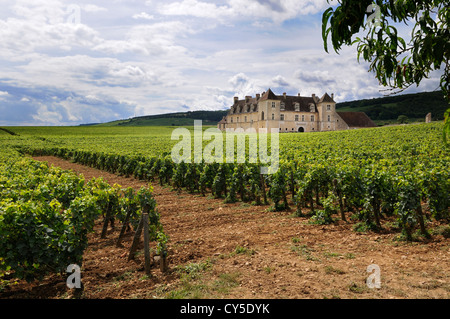 Vigneto Chateau du Clos de Vougeot, Cote d'Or, Borgogna, in Francia, in Europa - la famosa azienda vinicola Foto Stock