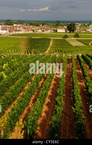 Vigneto di fronte al villaggio di Meursault, Burgundy Wine Road, Cote d'Or, Bourgogne Franche Comte, Francia, Europa Foto Stock