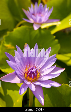 Il lotus è viola Foto Stock