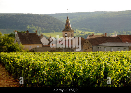 Vigneto, villaggio di Monthelie, Cote d'Or, Bougogne Franca Comte. Francia, Europa Foto Stock