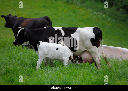 Bere il vitello dalla madre su un prato. Foto Stock