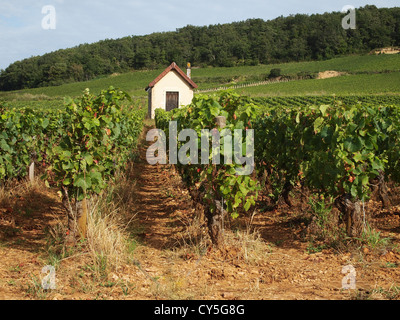 Vigneto cru Premier tra Pernand Vergelesses e Savigny les Beaune, Bourgogne Franche Comte, Francia, Europa Foto Stock