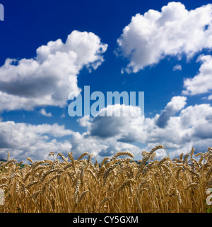 Cielo nuvoloso su campi di grano dorato durante il giorno in un tranquillo paesaggio all'aperto , Limagne, Alvernia, Francia, Europa Foto Stock