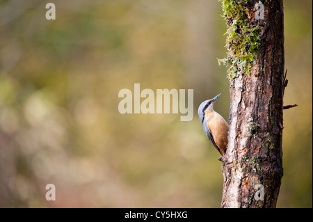 Picchio muratore europeo (Sitta Europaea) appollaiate su un ramo Foto Stock