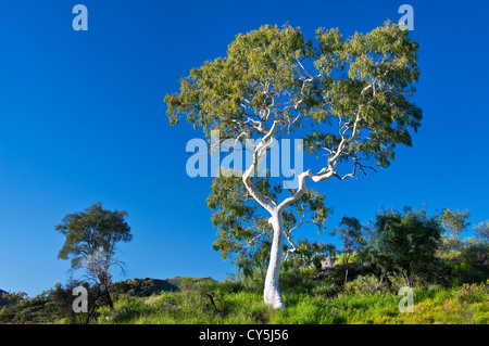 Il vecchio Ghost Gum in mattina presto luce. Foto Stock