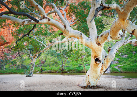 Fiume Red Gums in Simpsons Gap. Foto Stock