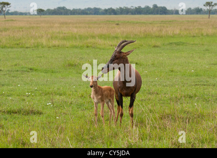 Topi antelope con i giovani vitelli, (Damaliscus Korrigu) in piedi sulle pianure del Masai Mara riserva nazionale, Kenya, Africa Foto Stock