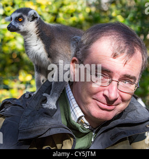 Lo zoo di maschio visitatore / detentore di un anello-tailed lemur (Lemur catta) salendo sulla sua spalla Foto Stock