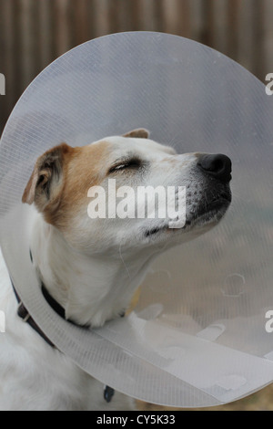 Un cane che indossa un cono. Foto Stock