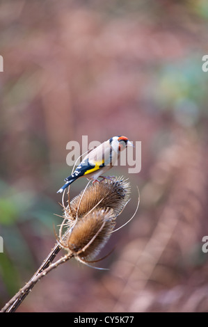 Cardellino (Carduelis carduelis) poggiante su un Teasel. Foto Stock