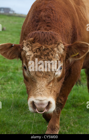 Limousin Bull (Bos taurus). Domestico di razza continentale, provenienti dal centro-sud della Francia in regioni del Limousin e Marche. Foto Stock