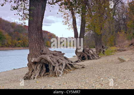 Cascate Nascoste parco regionale litorale lungo il fiume Mississippi e pioppi neri americani alberi in Saint Paul Minnesota Foto Stock