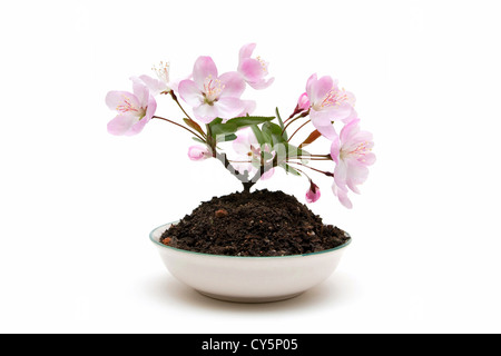 Prugna fiore isolato su sfondo bianco Foto Stock
