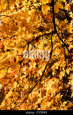 Di colore giallo brillante fogliame su acero rami overhead. Foto Stock
