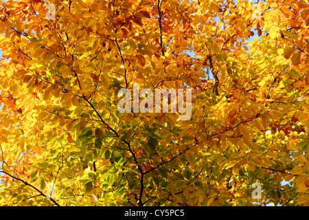 Albero canopy girando in autunno, incandescente in colore giallo brillante overhead. Foto Stock