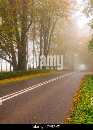 Un paese di nebbia road con faggi la visualizzazione di colore di autunno. Foto Stock