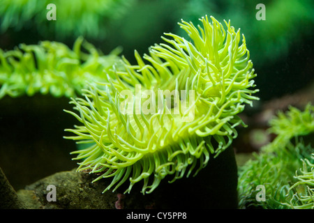 Vista ravvicinata del gigante verde mare Anemone, Anthopleura xanthogrammica Foto Stock