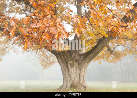 Bella grande quercia in autunno. paesaggio Foto Stock