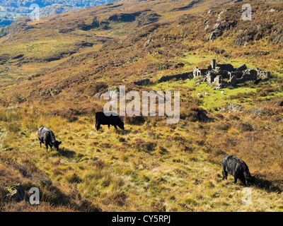 Freerange Welsh nero il pascolo di bestiame per il miglioramento della biodiversità sulle colline nel Parco Nazionale di Snowdonia, Gwynedd, Galles del Nord, Regno Unito Foto Stock