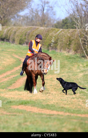 Cavallo e cane incontrarsi su un paese ride Foto Stock