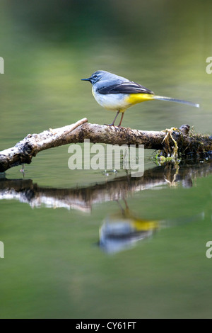 Wagtail grigio (Motacilla cinerea) Foto Stock