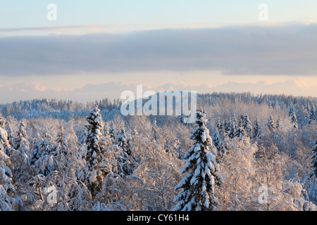 Vista sulla coperta di neve delle foreste illuminato da un basso sole invernale. Vaesternorrland, la Svezia, l'Europa. Foto Stock