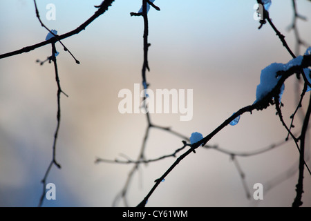 Neve su rametti di betulla Foto Stock