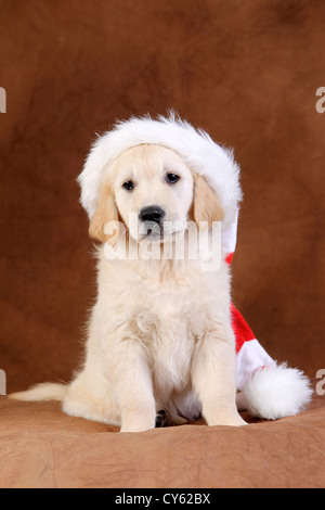 Golden Retriever cucciolo Foto Stock