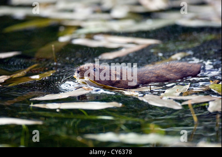 Acqua vole (Arvicola amphibius) Foto Stock