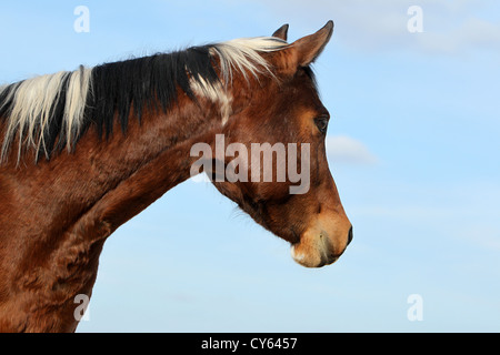 Paint cavallo ritratto Foto Stock