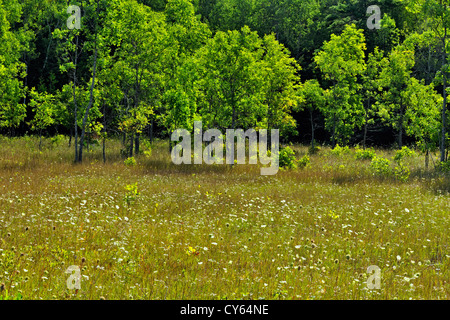 Gli alberi giovani usurpare su un campo con oro, Manitoulin Island - Rockville, Ontario, Canada Foto Stock