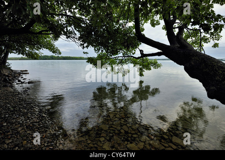 Albero di acero sovrastante la riva del lago Kagawong, Manitoulin Island- Kagawong, Ontario, Canada Foto Stock