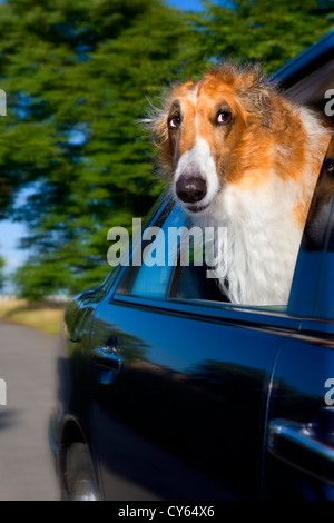 Cane cane guardando fuori della finestra auto Foto Stock