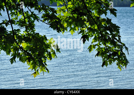 Albero di acero sovrastante la riva del lago Kagawong, Manitoulin Island- Kagawong, Ontario, Canada Foto Stock