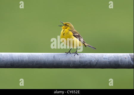 Wagtail giallo (motacilla flava) maschio Foto Stock