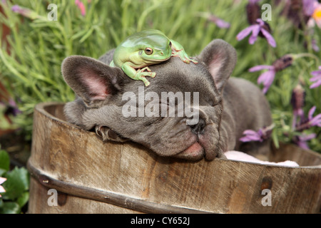 Cucciolo e rana Foto Stock