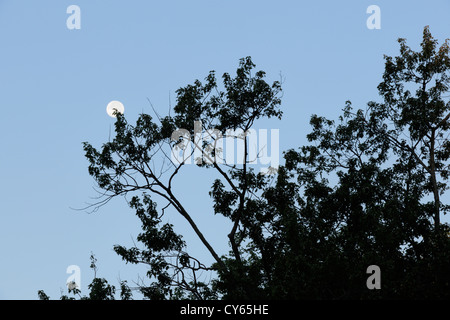 Stagliano alberi e impostazione luna, Manitoulin Island- Kagawong, Ontario, Canada Foto Stock