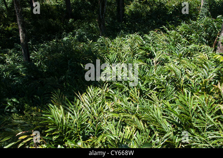 Il cardamomo allevamento, Cochin India Kerala Foto Stock